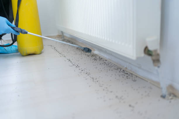 Best Ant Control Services  in Spindale, NC