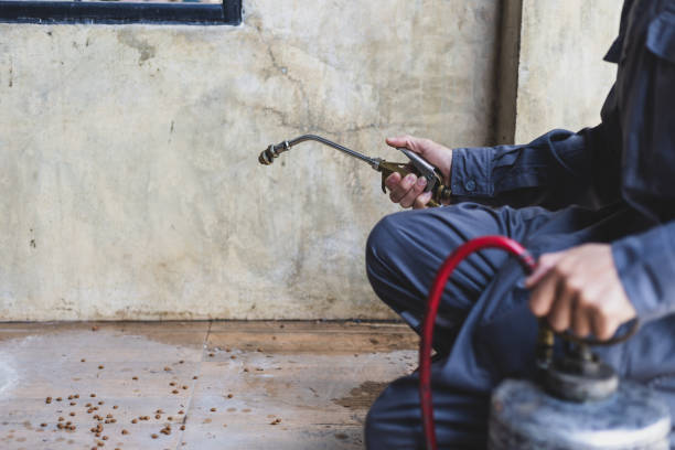 Wasp Removal Services in Spindale, NC